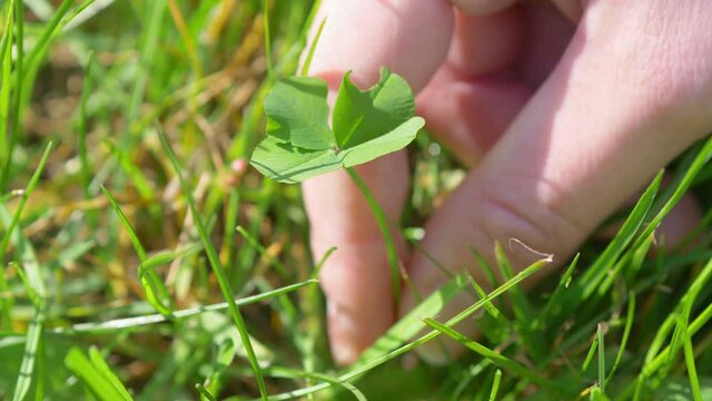 Picking Beautiful Four Leaf Clover in 4K slow motion 60fps
