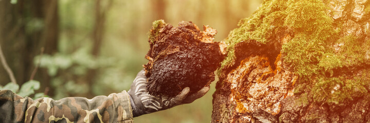 man survivalists and gatherer with hands gathering chaga mushroom growing on birch tree trunk on summer forest. wild raw food chaga parasitic fungus or fungi for alternative medicine. banner. flare