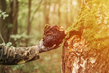 man survivalists and gatherer with hands gathering chaga mushroom growing on the birch tree trunk...