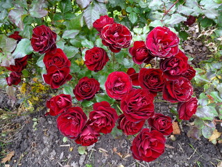 Fototapete bei efototapeten.de bestellen   