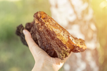woman survivalists and gatherer with hands gathering and foraging chaga mushroom growing on the birch tree on forest. wild raw food chaga parasitic fungus or fungi for alternative medicine. flare