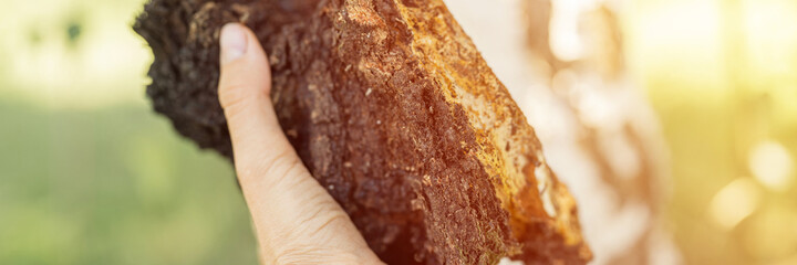 woman survivalists and gatherer with hands gathering and foraging chaga mushroom growing on birch tree on forest. wild raw food chaga parasitic fungus or fungi for alternative medicine. banner. flare