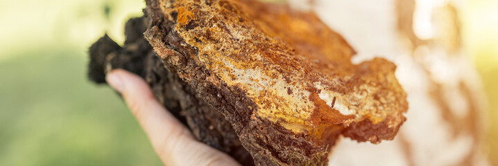 woman survivalists and gatherer with hands gathering and foraging chaga mushroom growing on birch tree on forest. wild raw food chaga parasitic fungus or fungi for alternative medicine. banner. flare
