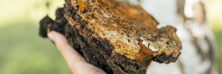 woman survivalists and gatherer with hands gathering and foraging chaga mushroom growing on the birch tree on forest. wild raw food chaga parasitic fungus or fungi for alternative medicine. banner