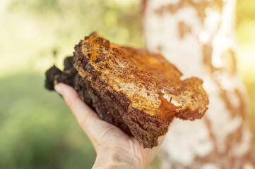 woman survivalists and gatherer with hands gathering and foraging chaga mushroom growing on the birch tree on forest. wild raw food chaga parasitic fungus or fungi for alternative medicine. flare