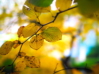 黄色に色づく木の葉
