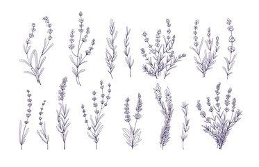 Lavender flowers set. Outlined Provence floral herbs with blooms. Vintage botanical drawing of French field Lavandula. Blossomed lavander. Hand-drawn vector illustrations isolated on white background © Good Studio