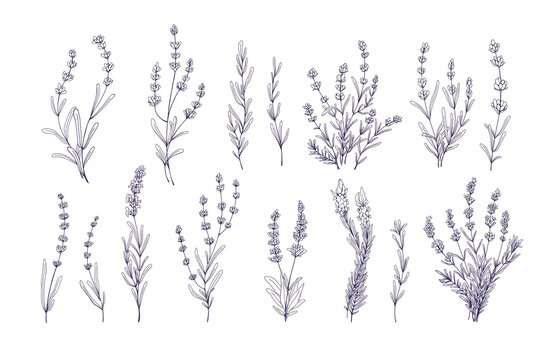 lavender pencil drawing vector set | Lavender tattoo, Pencil drawings,  Drawing set