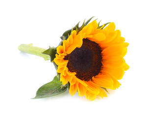 Sunflower isolated on white background