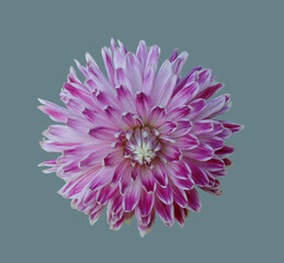 Opened dahlia flower.
