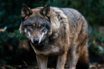 Obraz premium Portrait of a gray wolf in the forest