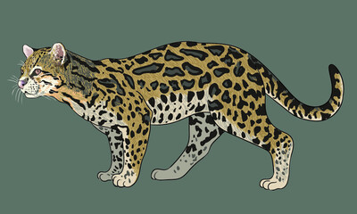 Ocelot wildcat pictures, rare animal, exotic, art.illustration, vector