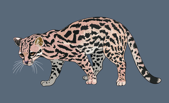 Oncilla wildcat pictures, rare animal, beautiful, art.illustration, vector