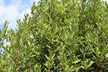 Laurel bush with ripe black berries on branches against blue sky. Laurus nobilis on autumn season in tbe garden