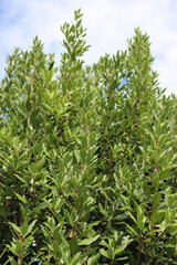 Laurel bush with ripe black berries on branches against blue sky. Laurus nobilis on autumn season in tbe garden