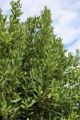 Laurel bush with ripe black berries on branches against blue sky. Laurus nobilis on autumn season in tbe garden