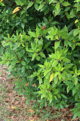 Laurel bush with ripe black berries on branches. Laurus nobilis on autumn season in tbe garden
