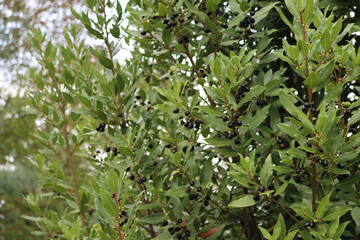 Laurel bush with ripe black berries on branches. Laurus nobilis on autumn season in tbe garden