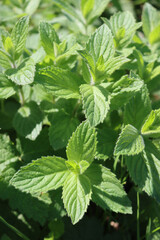 Close-up of green MInt plant under sunlight on summer. Mentha plants