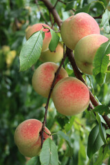 Close-up of ripe Peach fruits on branches on late summer. Peach tree or Prunus persica with many beautiful fruits