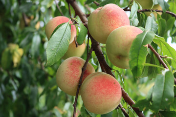 Close-up of ripe Peach fruits on branches on late summer. Peach tree or Prunus persica with many beautiful fruits