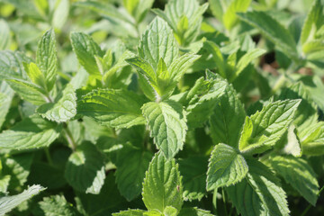 Close-up of green MInt plant under sunlight on summer. Mentha plants