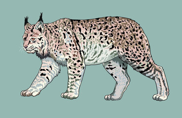 Canadian lynx pictures, rare animal, exotic, art.illustration, vector