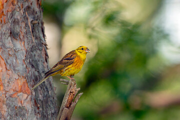 The yellowhammer (Emberiza citrinella) is a passerine bird
