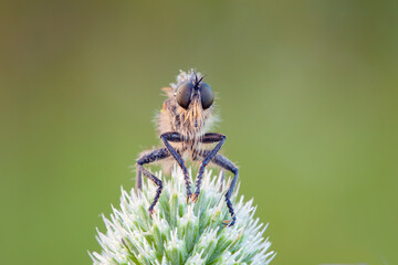 The Asilidae are the robber fly family, also called assassin flies