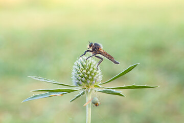 The Asilidae are the robber fly family, also called assassin flies