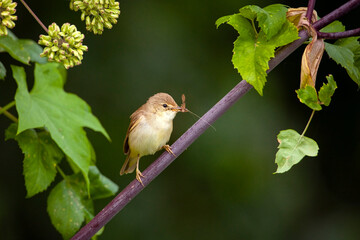 Blyth's reed warbler (Acrocephalus dumetorum) is an Old World warbler in the genus Acrocephalus	