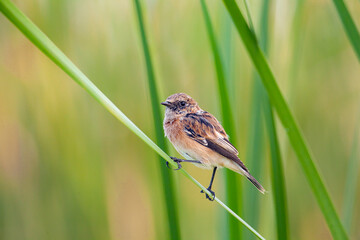 The whinchat (Saxicola rubetra) is a small migratory passerine bird