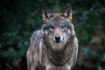 Obraz premium Portrait of a gray wolf in the forest