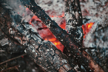 fire in the forest
