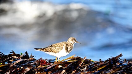 Ruddy Turnstone
