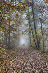 Obraz premium path in the forest
