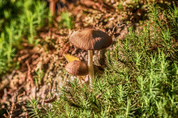mushroom in the forest