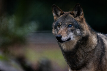 Obraz premium Portrait of a gray wolf in the forest