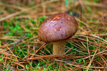 the beauty of mushrooms in the forest in autumn