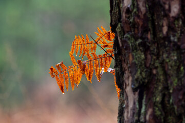 ferns in the forest, autumn colors