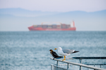 Seagull and cormorant standing on the pier