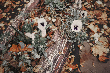 a wooden flowerbed strewn with autumn foliage, with blooming flowers - pansies - white with purple