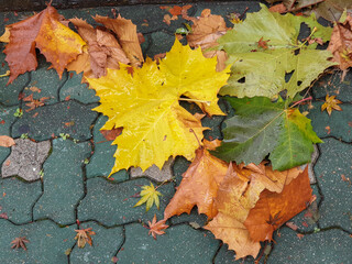 autumn leaves on the ground in a city