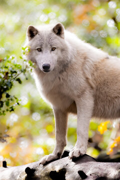Portrait of an artic wolf in the forest
