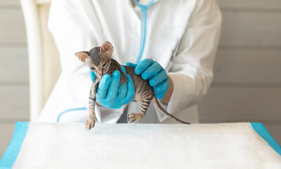 A small gray kitten at the reception in the clinic at the veterinarian for examination