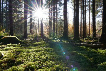 Fototapeta na wymiar Wald Moos im Sonnenschein Querformat