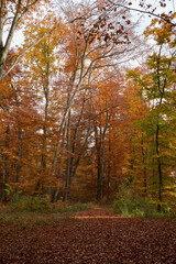 Obraz premium Schöne Herbstfarben im Wald