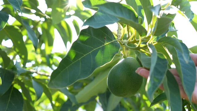 Close-up view 4k video footage of one white female hand leafting green leaves to show riping organic green avocado fruit hanging on tree branch outdoors. Happy farmer and good harvest concept