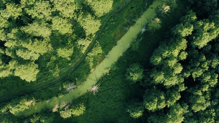 Aerial View Of Green Forest Landscape. Top View From High Attitude In Summer Evening. Small Marsh Bog In Mixed Forest. Drone View. Bird's Eye View