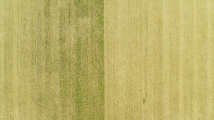 Fototapeta premium Aerial View. Agricultural Landscape With Young Wheat In Field In Summer Season. Beautiful Rural Natural Background In Bird's-eye View